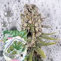 Zoap Autoflower (Zamnesia Seeds) Feminized
