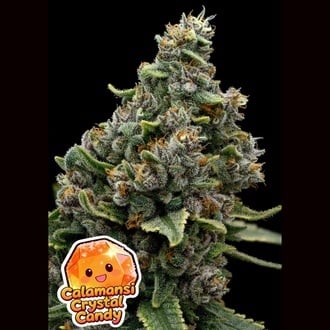 Calamansi Crystal Candy (Anesia Seeds) Feminized