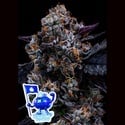 Free Blueberry Nation (Anesia Seeds) Feminized
