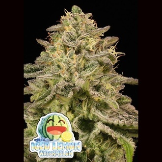 Iced Lemon Watermelon (Anesia Seeds) Feminized