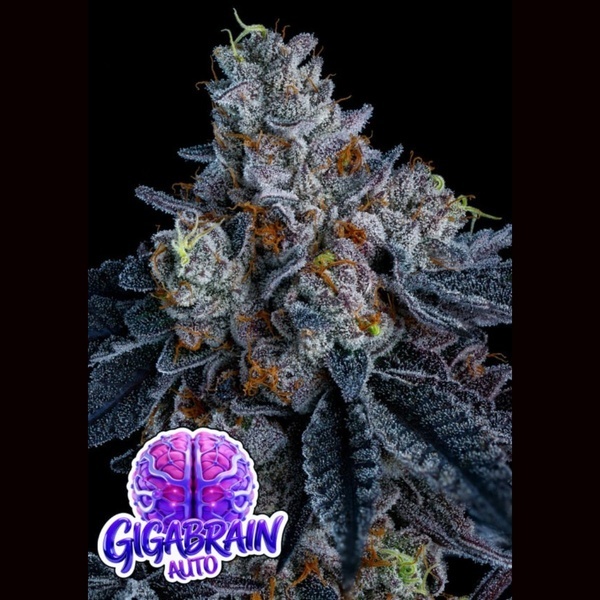 Giga Brain Auto (Anesia Seeds) Feminized