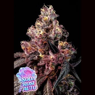 Soda Rose Auto (Anesia Seeds) Feminized