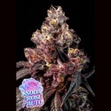 Soda Rose Auto (Anesia Seeds) Feminized