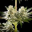 Melonade-K (Kannabia) Feminized