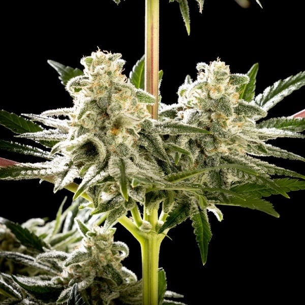 Melonade-K (Kannabia) Feminized
