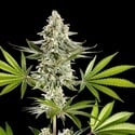 Melonade-K (Kannabia) Feminized