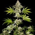 Melonade-K (Kannabia) Feminized