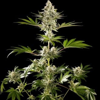 Melonade-K (Kannabia) Feminized