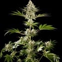 Melonade-K (Kannabia) Feminized