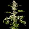 Melonade-K (Kannabia) Feminized