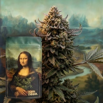 Lisa's Secret (Zamnesia Seeds) Feminized