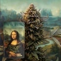 Lisa's Secret (Zamnesia Seeds) Feminized