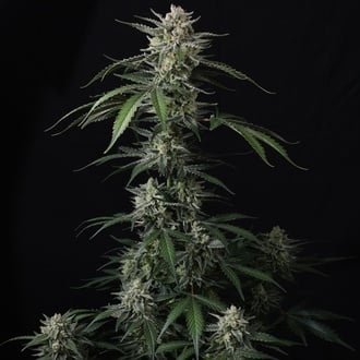 Banana Guava Auto (Fast Buds) Feminized