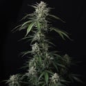 Banana Guava Auto (Fast Buds) Feminized