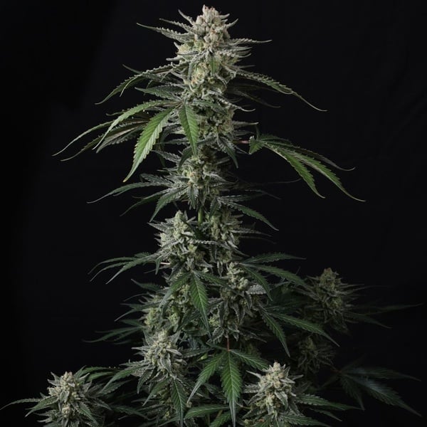 Banana Guava Auto (Fast Buds) Feminized
