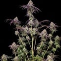 Biscotti Gelato (Fast Buds) Feminized