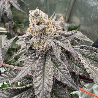 Gary Sherbet (Fast Buds) Feminized
