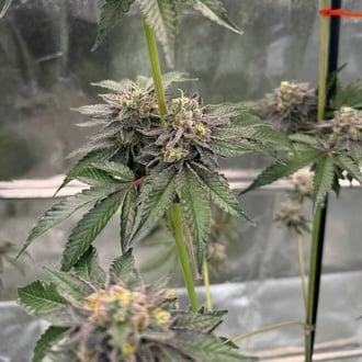 Gary Sherbet (Fast Buds) Feminized