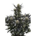 Guava Auto RF3 (Fast Buds) Feminized