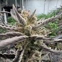 Guava Auto RF3 (Fast Buds) Feminized