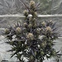 Guava Auto RF3 (Fast Buds) Feminized