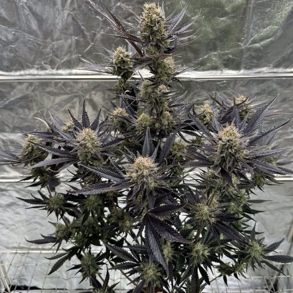 Guava Auto RF3 (Fast Buds) Feminized