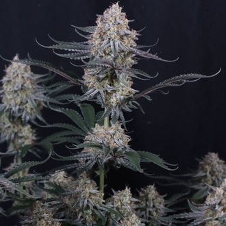 Guava Sundae Auto (Fast Buds) Feminized