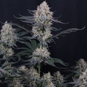 Guava Sundae Auto (Fast Buds) Feminized
