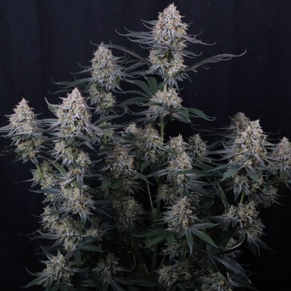 Guava Sundae Auto (Fast Buds) Feminized