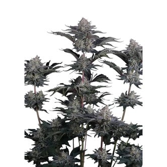 Mendo Frost Auto (FastBuds) feminized