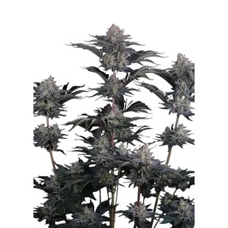 Mendo Frost Auto (Fast Buds) Feminized