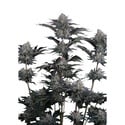 Mendo Frost Auto (Fast Buds) Feminized