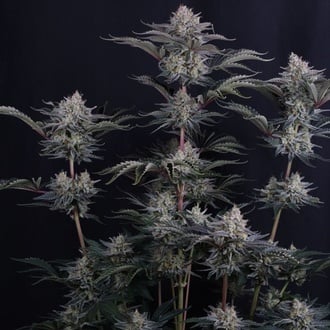 Mendo Frost Auto (Fast Buds) Feminized