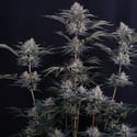 Mendo Frost Auto (Fast Buds) Feminized
