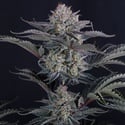 Mendo Frost Auto (Fast Buds) Feminized