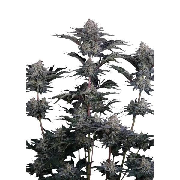 Mendo Guava Auto (Fast Buds) Feminized