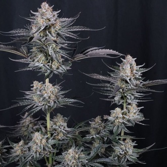 Mendo Guava Auto (Fast Buds) Feminized