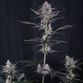 Mendo Guava Auto (Fast Buds) Feminized