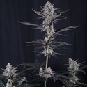 Mendo Guava Auto (Fast Buds) Feminized