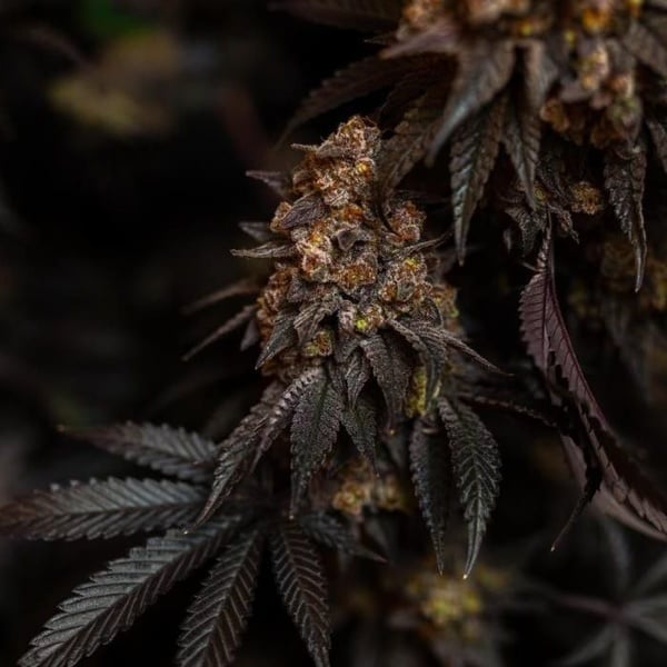 Papayton (Fast Buds) Feminized