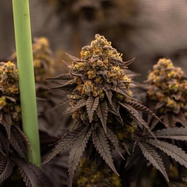 Papayton (Fast Buds) Feminized