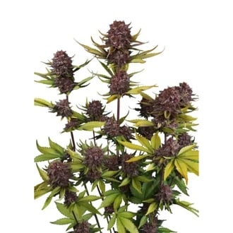 Purple Lemonade Auto RF3 (Fast Buds) Feminized