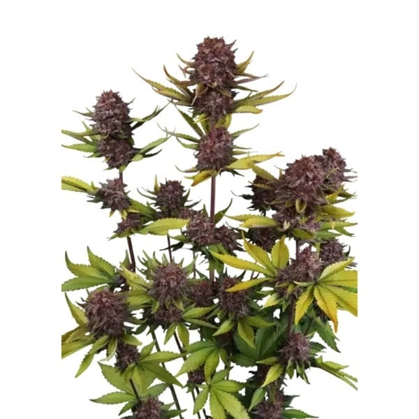 Purple Lemonade Auto RF3 (Fast Buds) Feminized