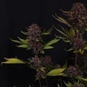 Purple Lemonade Auto RF3 (Fast Buds) Feminized