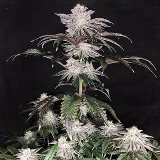 Cherry Melt (Pure Instinto) Feminized