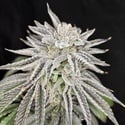Yuzu Grape Kush (Pure Instinto) Feminized