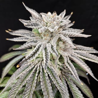 Yuzu Grape Kush (Pure Instinto) Feminized