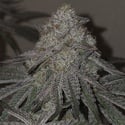 Kushido (Pure Instinto) Feminized