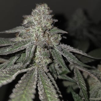 Kushido (Pure Instinto) Feminized