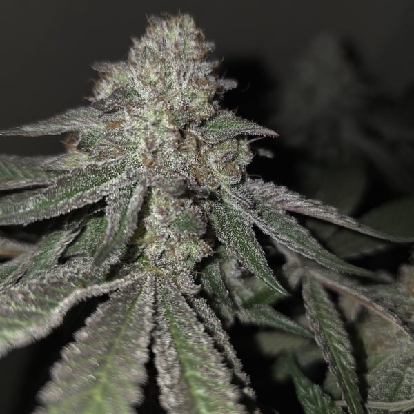 Kushido (Pure Instinto) Feminized